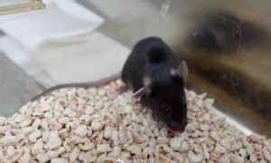 叫啥名字好？太空小鼠在线征名